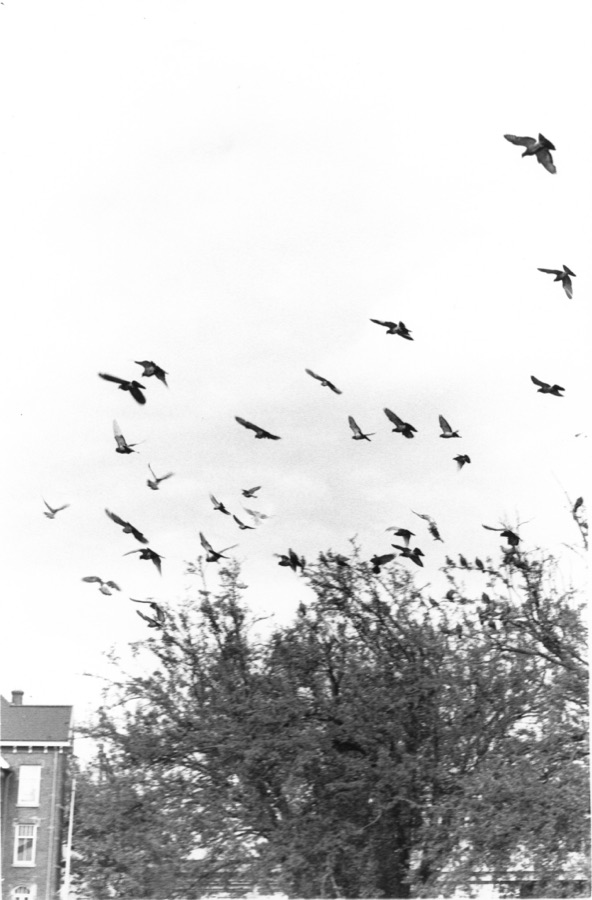 A flock of birds scattering above a bare tree beside a brick building
