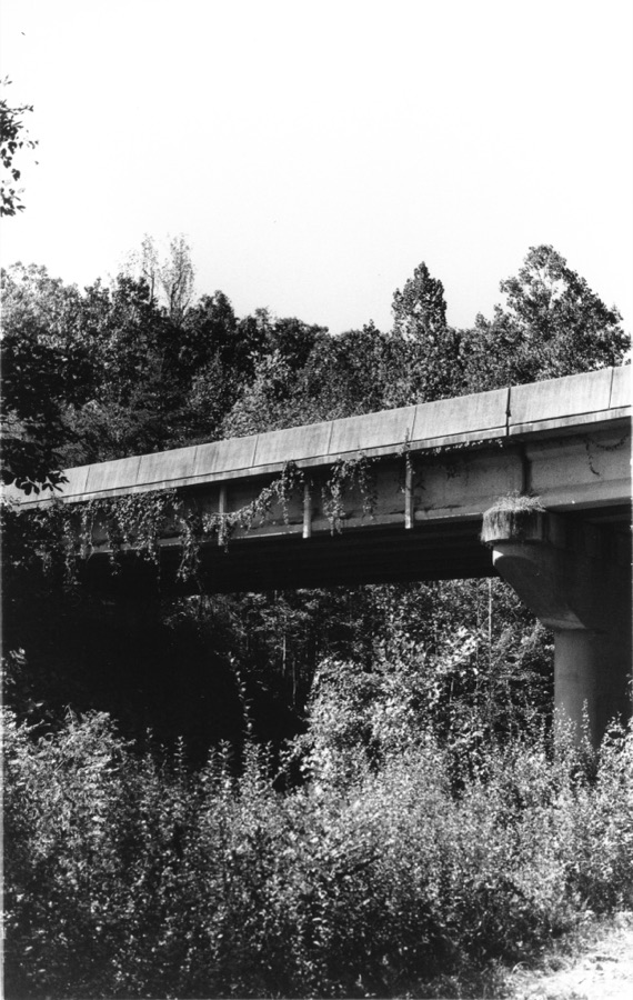 A concrete overpass draped with vines above dense woods
